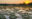 Giant lily pads floating on the Amazon at sunset
