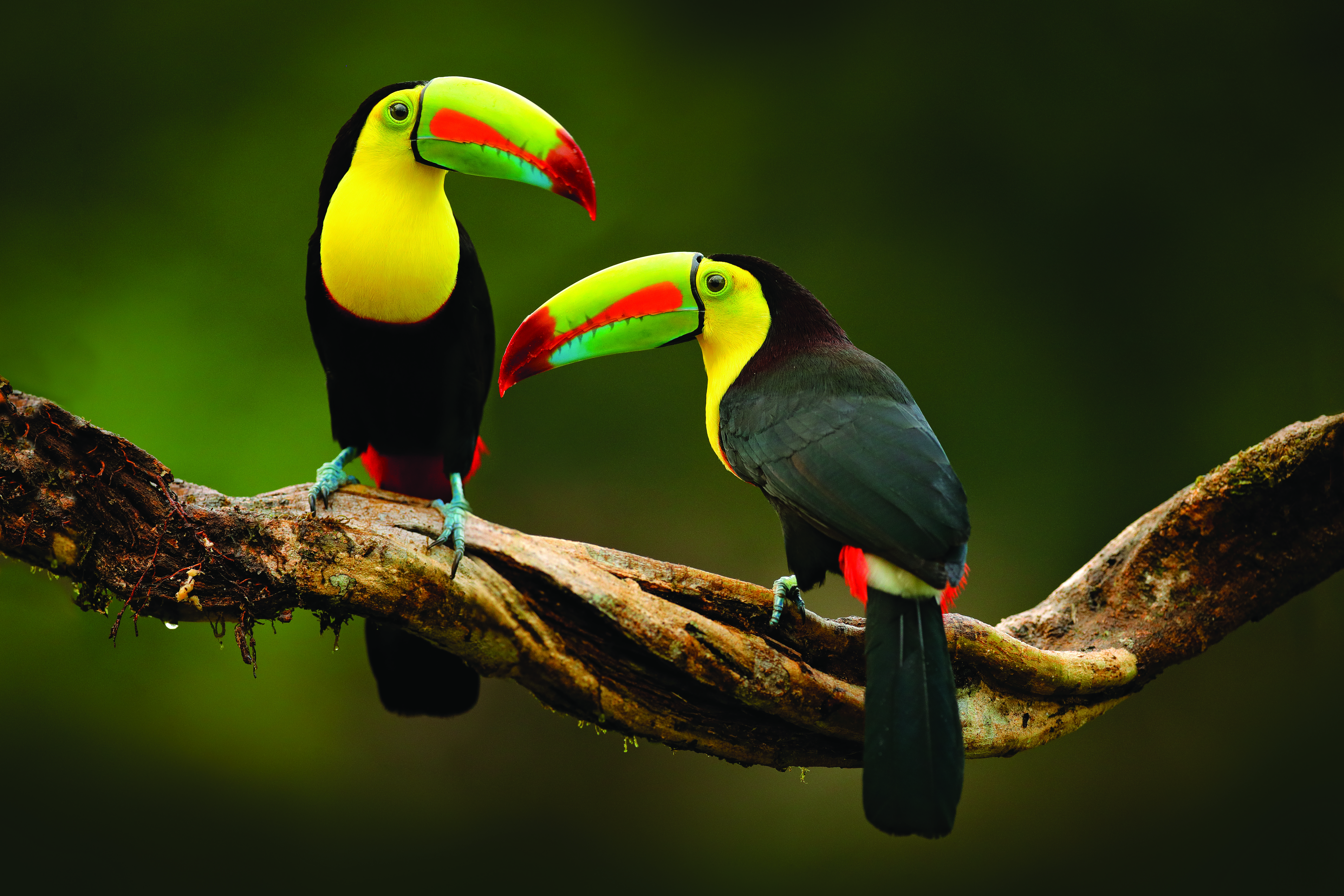 Two toucans facing each other on a twisted branch