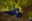 Deep blue Hyacinth Macaws sitting on branch