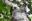 A grey, black and white sloth clinging to a tree branch. It has a tiny head with small snout and small eyes while it's body is rounded and covered in speckled fur.