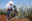Man wearing white stetson and jeans cutting leaves off a tequila plant