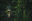 Amor-Arenal-Forest-Immersion
