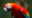 Beautifil-Scarlet-Macaw-in-Amazon-Forest-in-Peru-e1631195600437