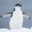 Chinstrap-Penguin-Antarcticca