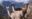 Llamas_Peru