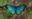 morpho_butterfly