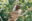 Three-toed sloth, Panama