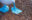 Blue Footed Bobby Galapagos