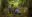 Agroforestry