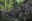 Walking among ancient rainforest giants