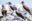 Blue-footed Boobies