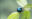 Tanager