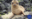 Sea Lion