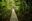 Hanging-Bridges