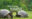 Spectacular Wildlife