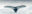 Whale Fluke in Antarctica