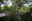 Yoga under the trees
