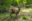 Chile Fauna