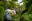 Guided Rainforest Walks