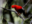 Andean-Cock-of-the-rock-Rupicola-peruvianus