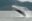 Ballena_Nuqui