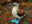 Blue-footed-Booby