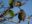 Finches-at-Montemar