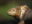Galapagos-land-iguana-Baltra-©-Johannes-Ploderer