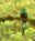 Quetzal