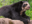 Spectacled-Bear-Ecuador
