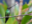 Sword-billed-Hummingbird