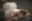 optimized-image-8