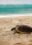 turtle-beach-1
